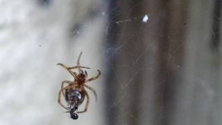 Spider vs Ant