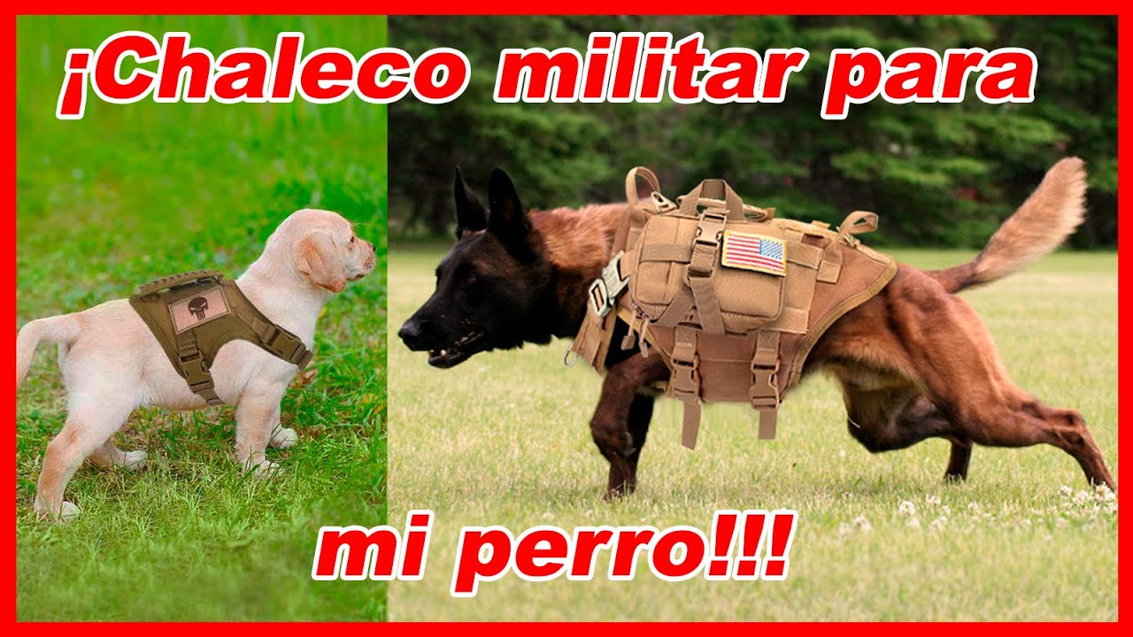 Top 10 chalecos TÁCTICOS para perros que puedes COMPRAR // militares