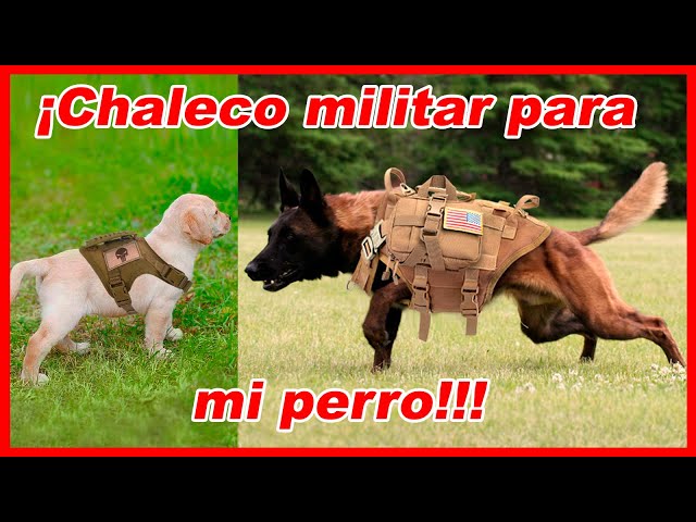 Vídeo relacionado con 2 Piezas Infrarrojo Reflejo Gracioso ojos de Gato Parches,Insignia De Seguridad Moral Táctica Accesorios para el Uniforme Militar, Mochila, Chaqueta,Perro Chaleco