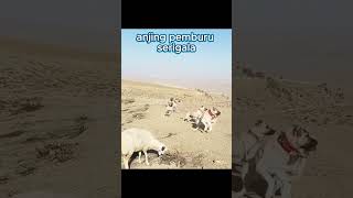 Download lagu Anjing Pemburu vs Serigala di Alam Liar mp3 Download lagu Anjing Pemburu vs Serigala di Alam Liar mp3