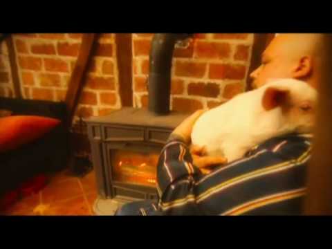 Picksiebner - Erik trkaća svinja