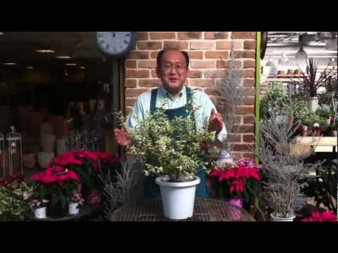 ピートマートル 植物