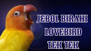 Download lagu Suara lovebird tek tek mp3