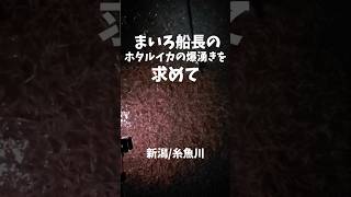 爆湧きを求めて糸魚川3月21日ホタルイカ情報 #ほたるいか #ホタルイカ