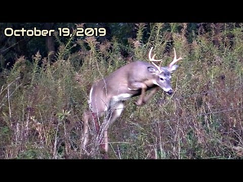Mature Buck at Last Light | October Lull Action
