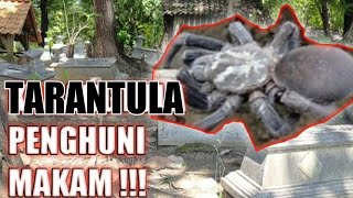 NGERI!!! TARANTULA Jawa Yang Sangat Besar (Penghuni Makam Angker)