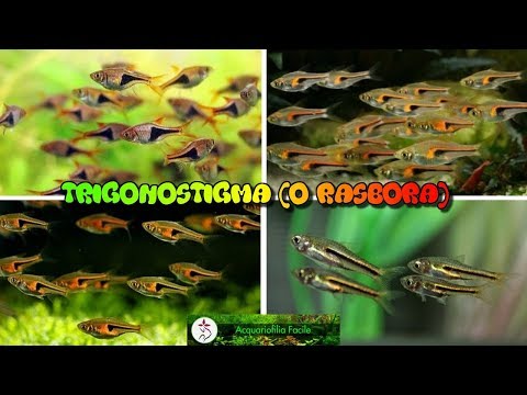 Trigonostigma (o Rasbora)