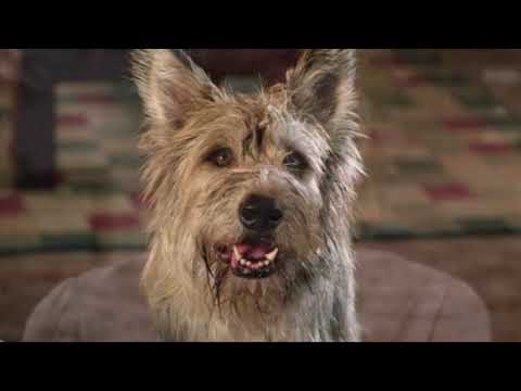 Because of Winn Dixie Book Trailer