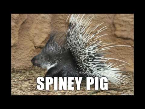 Alternate Animal Name Memes