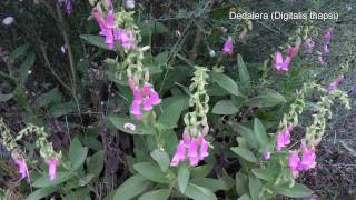preview picture of video 'Flora y Vegetacion del oeste de Salamanca. Tomo 3 - Encinares y dehesas. 2011 año de los bosques'