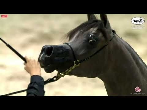 N 39 D BEISAN   Dubai International Arabian Horse Championship 2022   Fillies 2 years old Class 3