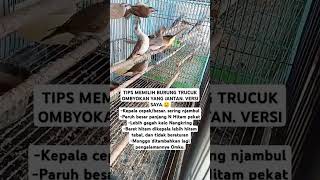 Download lagu CARA MEMILIH BURUNG TERUCUKAN OMBYOKAN YANG JANTAN🤲 #birds #trucukan #burungtrucuk #shorts mp3 Download lagu CARA MEMILIH BURUNG TERUCUKAN OMBYOKAN YANG JANTAN🤲 #birds #trucukan #burungtrucuk #shorts mp3