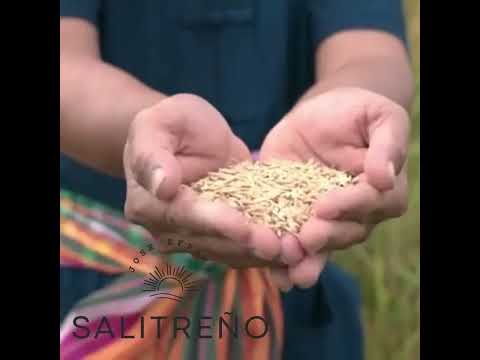 Así se siembra el arroz en Salitre: ¡dos formas que pocos conocen! 🌾