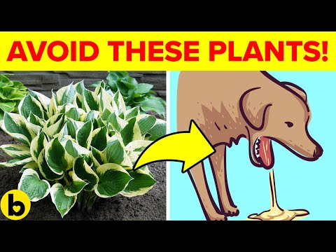 11 Plants To Avoid Keeping If You Have Pets