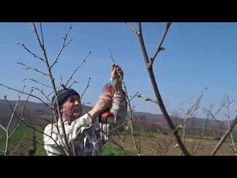 Vrei să ai alun sănătos? Când lași drajoni? Tăieri la alun de 4 ani