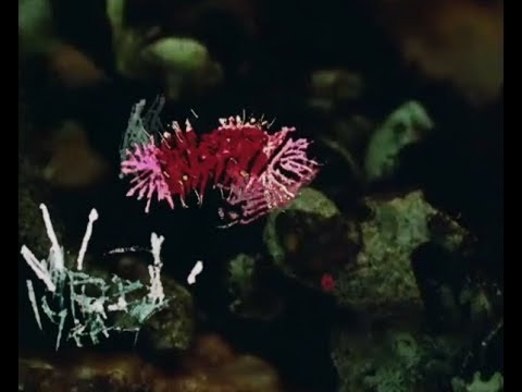 Juan RIOS • Musgo.