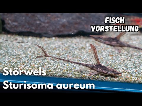 Sturgeon Catfish - Sturisoma aureum | Liquid Nature Fish Introduction
