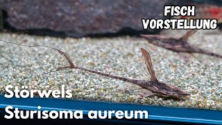 Störwels - Sturisoma aureum | Liquid Nature Fisch Vorstellung