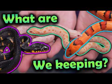 Meet Your 2025 Holdbacks: Breeding Program Planning Guide