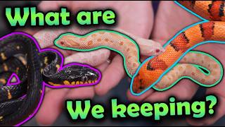 Feeding our Favorite Baby Snakes of 2025! (our holdbacks!)