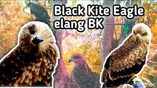 Download lagu Tingkah Laku Elang BK (Black Kite Eagle) mp3