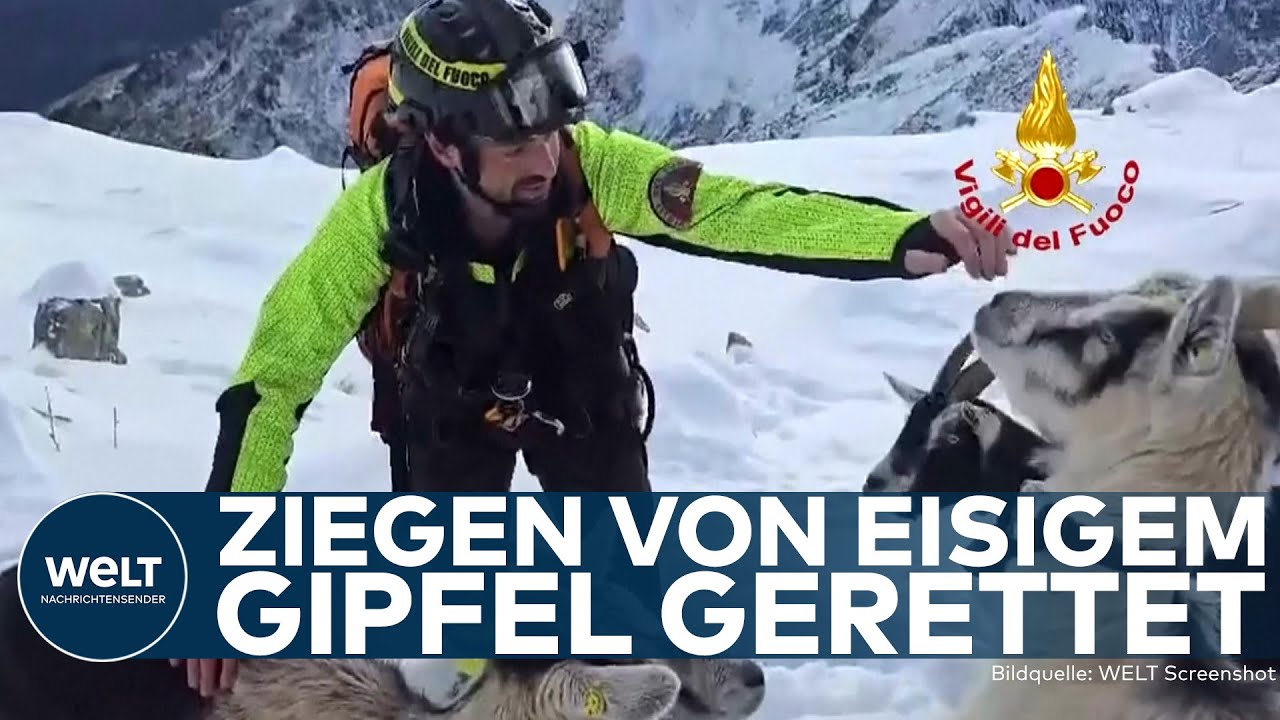 KOMO: Ziegen von eisigem Alpen-Gipfel gerettet! Viel Geduld und Streicheleinheiten waren nötig