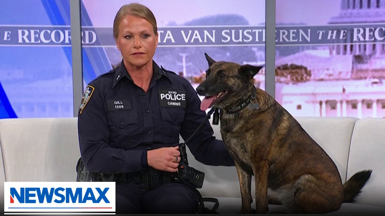 WATCH: NYPD Detective saves K-9 partner after fentanyl exposure | The Record