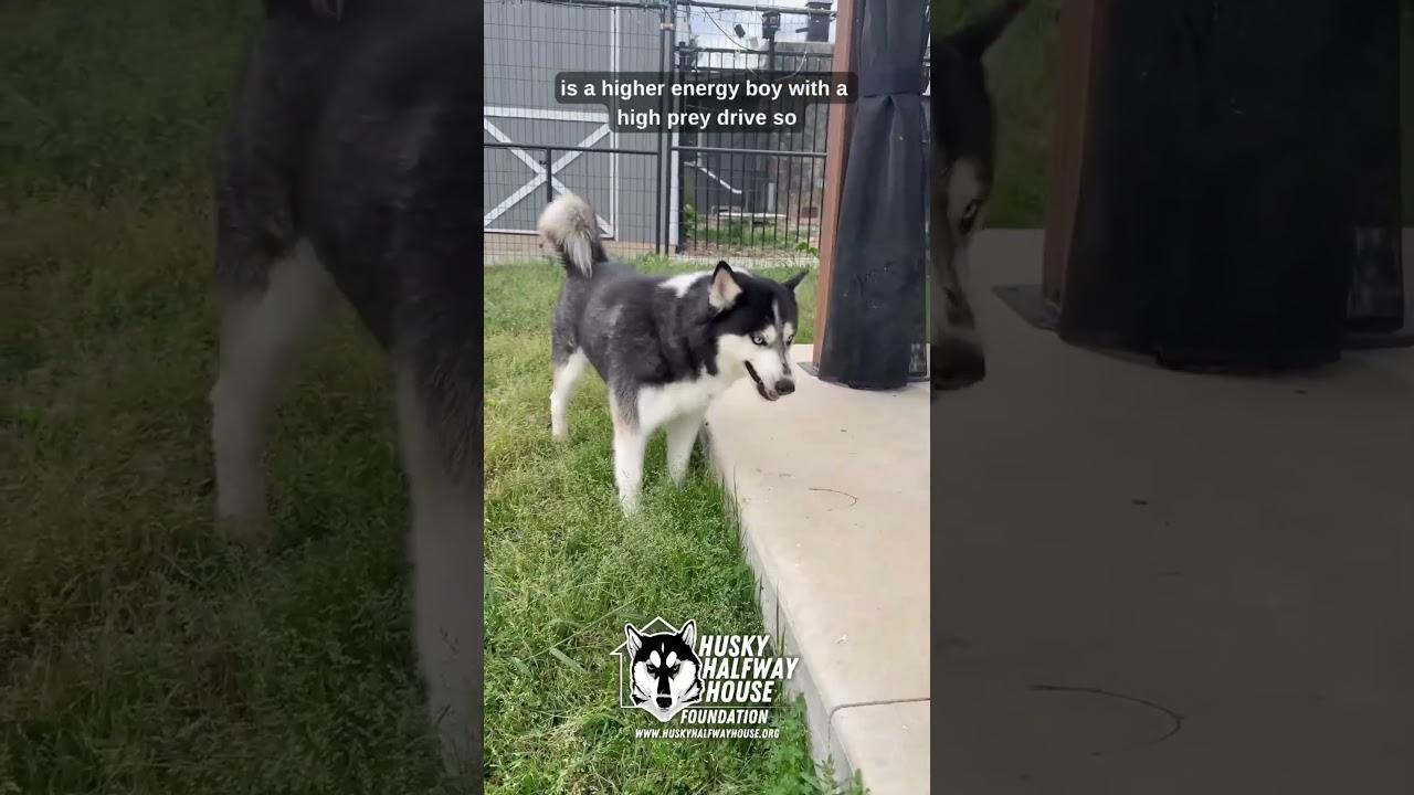 Enlarge Otter, a Adoptable Husky in Eufaula, OK video 5/5