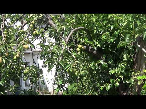 Jak przyciąć dużą Gruszę cz. 2 - owocowanie