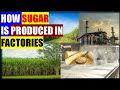 THE Sweet Journey From Sugarcane To Sugar Sugar Sugarcane