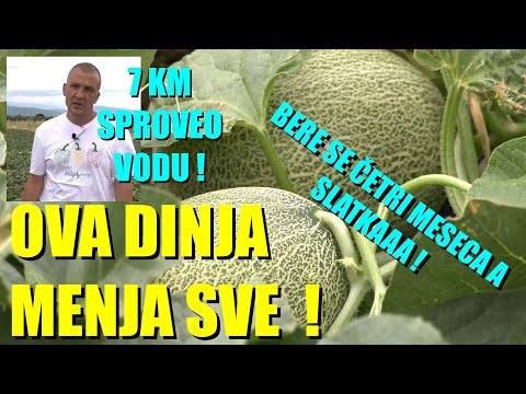 DINJE na JUGU SRBIJE  ovo je NOVO - double DINJA koja se ne prska, ne djubri a RASTE i slatka je !!
