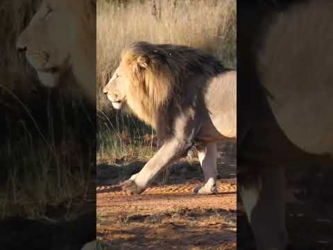 #layon #animal #animals #shortvideo #shot