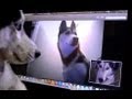 2 Siberian Huskies Skype Mishka Laika