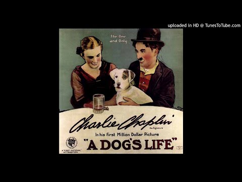 Dog's life - Green lantern rag