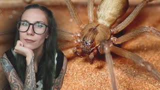 What Happened Living With THOUSANDS of Brown Recluse will SHOCK you!! + ER Doctor Reacts ..