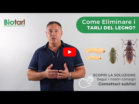 Come Eliminare i Tarli del Legno: Metodo Professionale, Definitivo con l'unico Sistema 100% Efficace