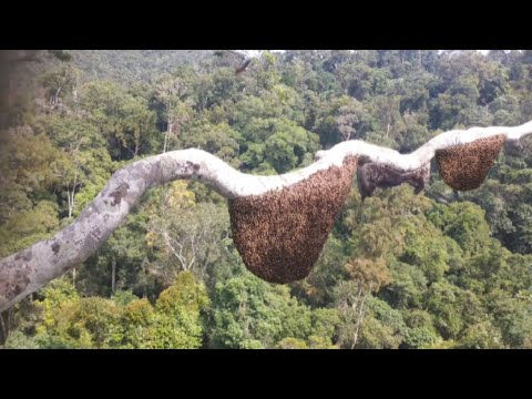 The bee catcher risked his life to catch a beehive on an extremely high and scary tree