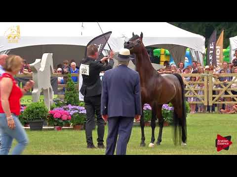 N.182 PROMETEUSZ - Bruges 2018 Int B - 4-6 Years Old Stallions (Class 113)