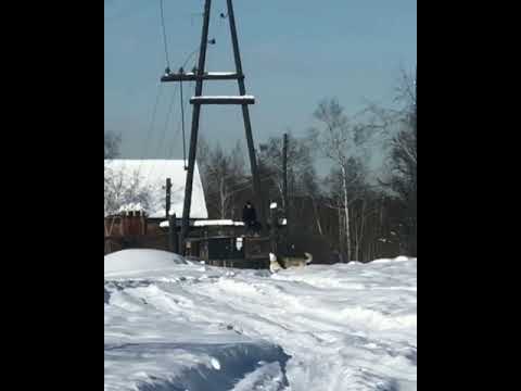 В Якутске на подростка напали собаки! (Видео) В Якутске на подростка напали собаки! (Видео)