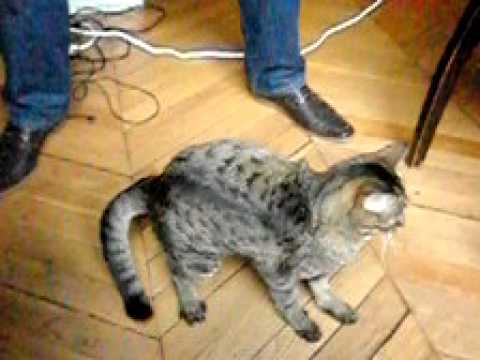 Cat falling on its feet