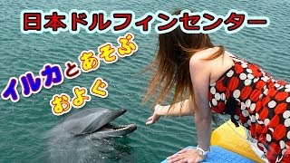 preview picture of video 'イルカと遊ぶ・泳ぐ。日本ドルフィンセンター Dolphin Center'