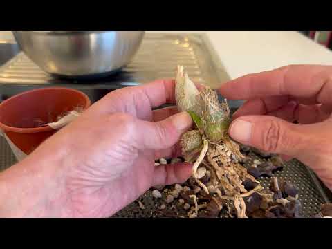 Monnierara Millennium Magic "witchcraft" repot: bark to pumice