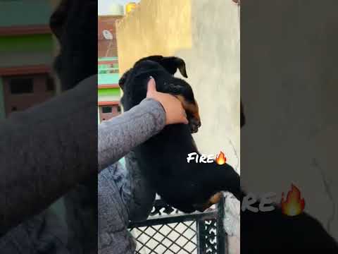 Fire🔥 #pitbullfemale #pitbulllock #lowpricepitbull #deepesh #pitbullpuppy #ritikdogkennel #pitbull