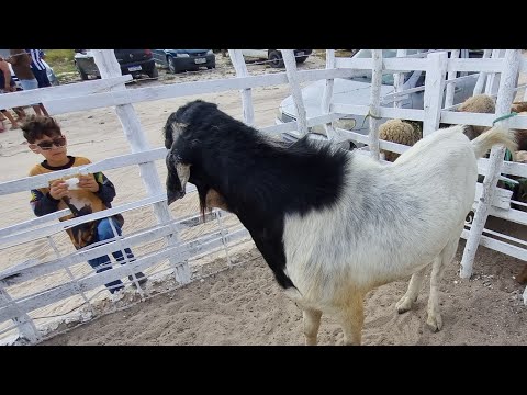 Feira de bode cabras e ovelhas em jupi-Pe 23-11-2025 #nordeste 