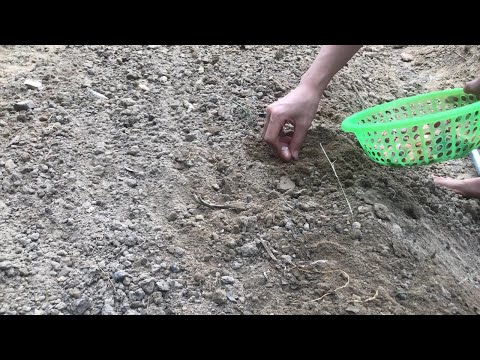 Prepare the soil for planting vegetables, the first vegetable seeds have sprouted