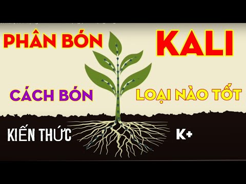 , title : 'Vai trò của phân bón Kali cho cây trồng | Role of Potassium to plant'