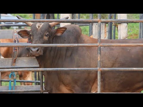 MONTANDO EM TOUROS - Treino na Cia WS (PARTE 2)