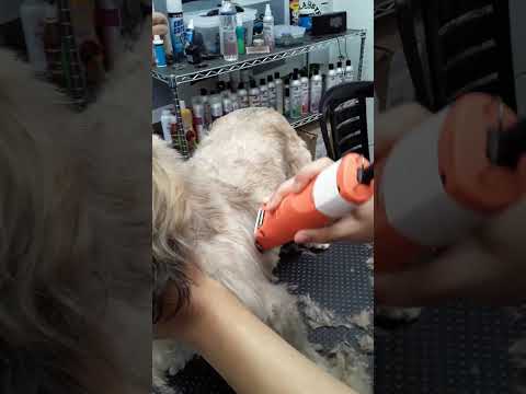 groomer 2019 yandi(1)