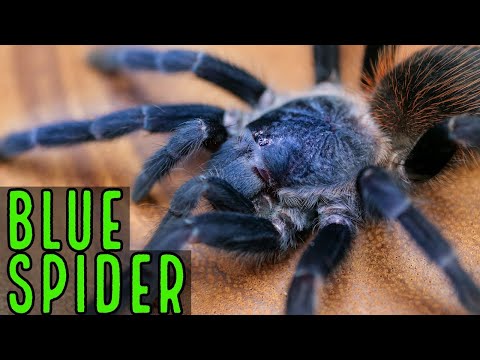 Sklípkavec modrý (Pterinopelma sazimai) — starostlivosť a informácie o druhu (The Tarantula Collective)