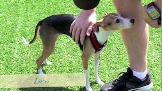 Atlanta Italian Greyhound Meetup August 25, 2012